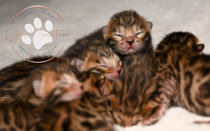 Bengal kitten for sale